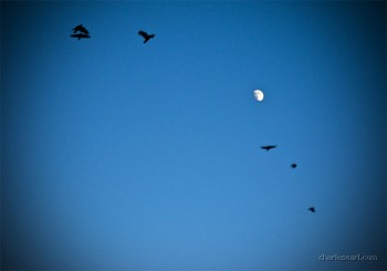Crows