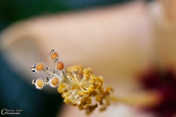 Drops