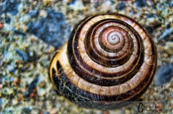 Shell