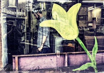 Window Tulip