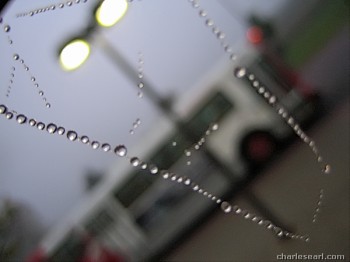 Dew