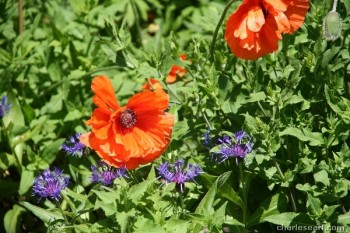 Poppies