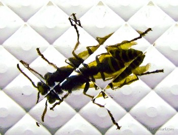 Wasp