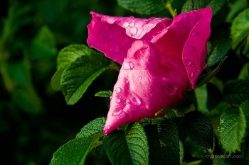 Morning Rose