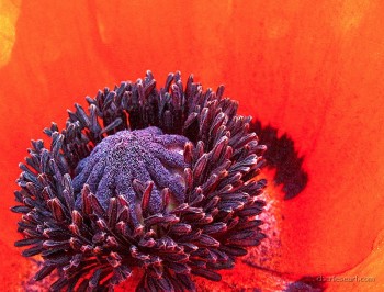 Poppy