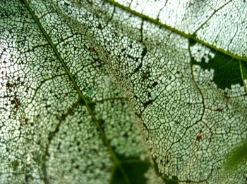 Leaf Skeleton