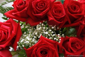 Rose Border