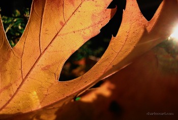 Indian Summer