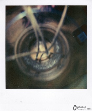 Gerbera Daises the final day