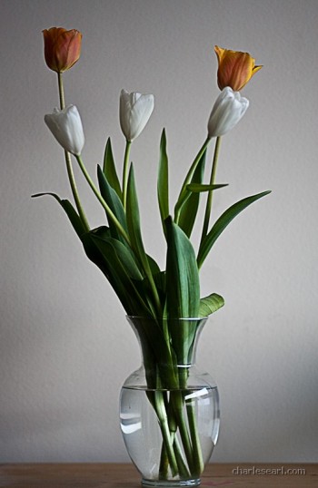 Classic Tulips