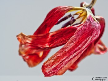 Dying Tulip