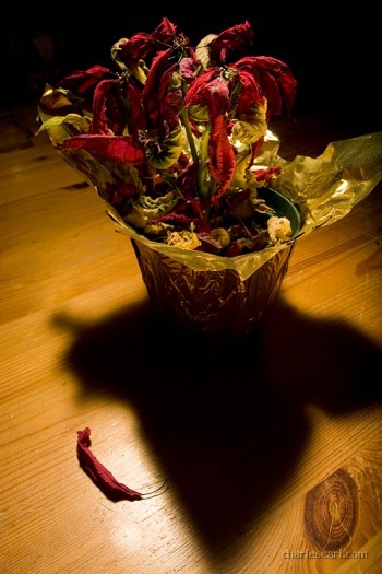 Poinsettia