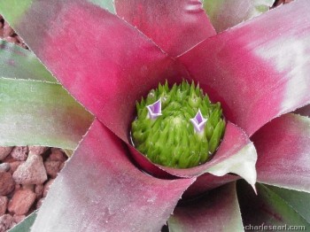Bird Flower