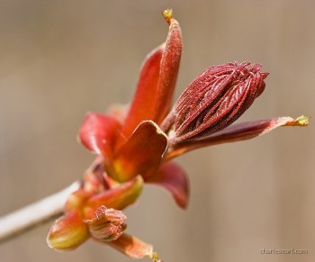Baby Leaves
