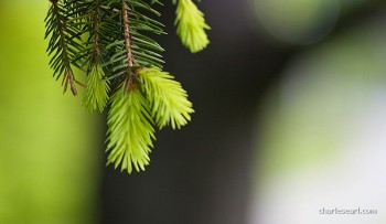 New Growth